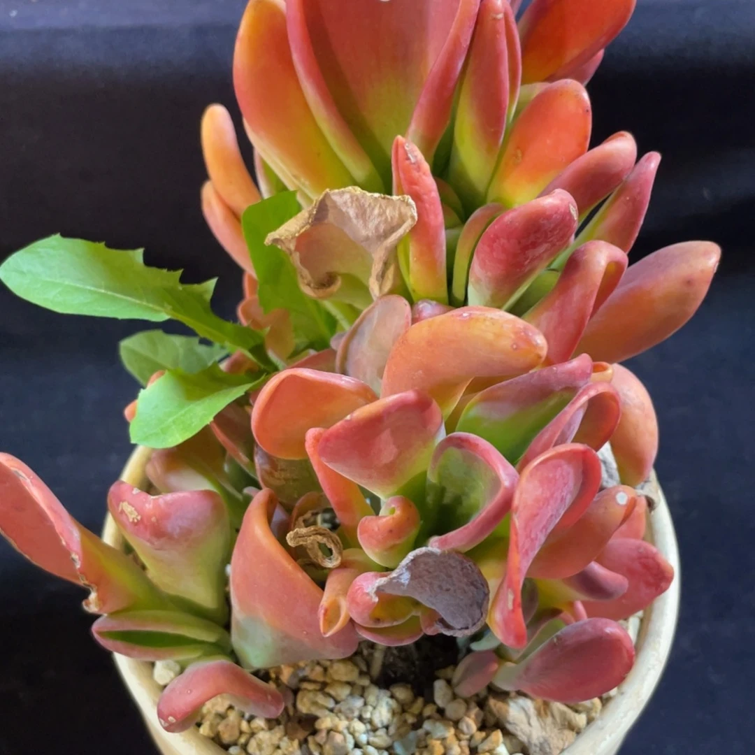 118火狐狸群生多肉植物