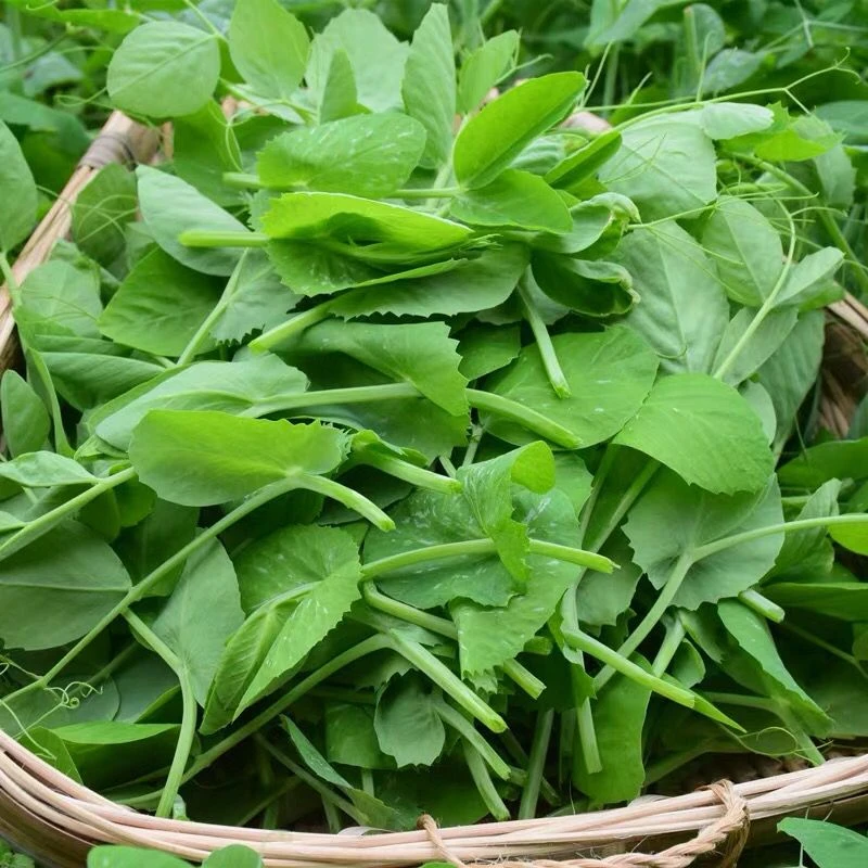 豌豆尖新鲜采摘发货手掐菜贵州农家自种当季时令火锅蔬菜豌豆苗