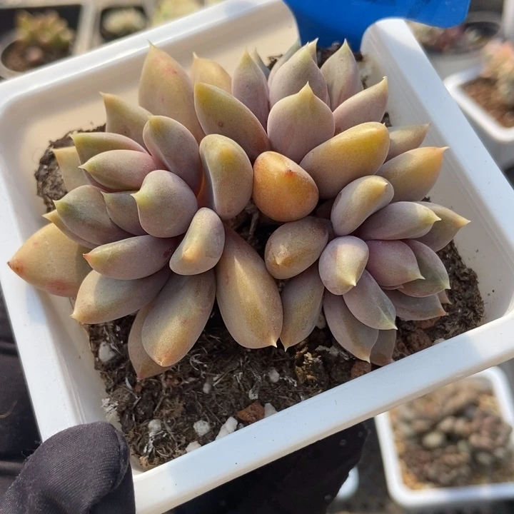 2029红象牙多肉植物保护