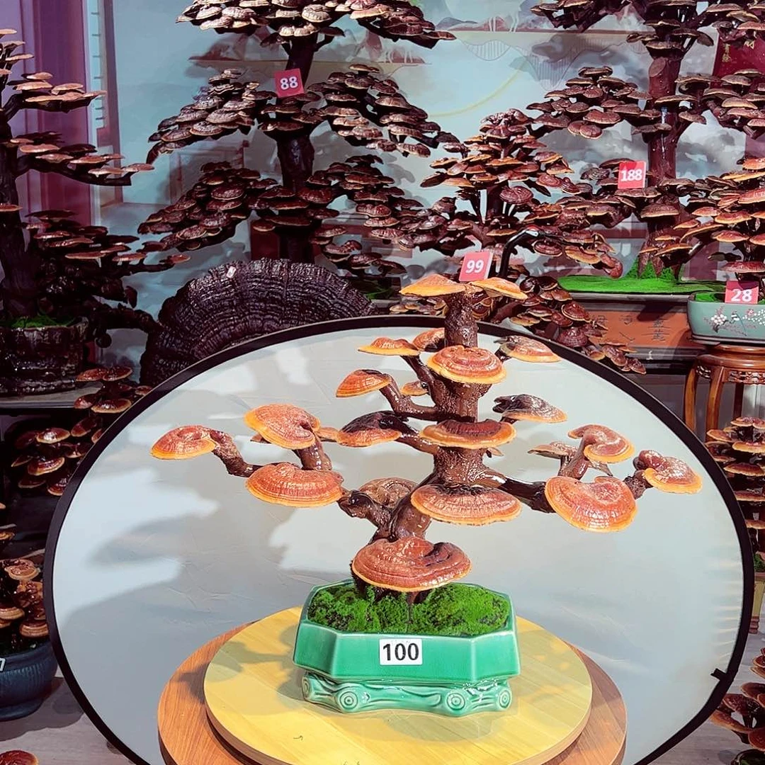 完全开放发财树发财树