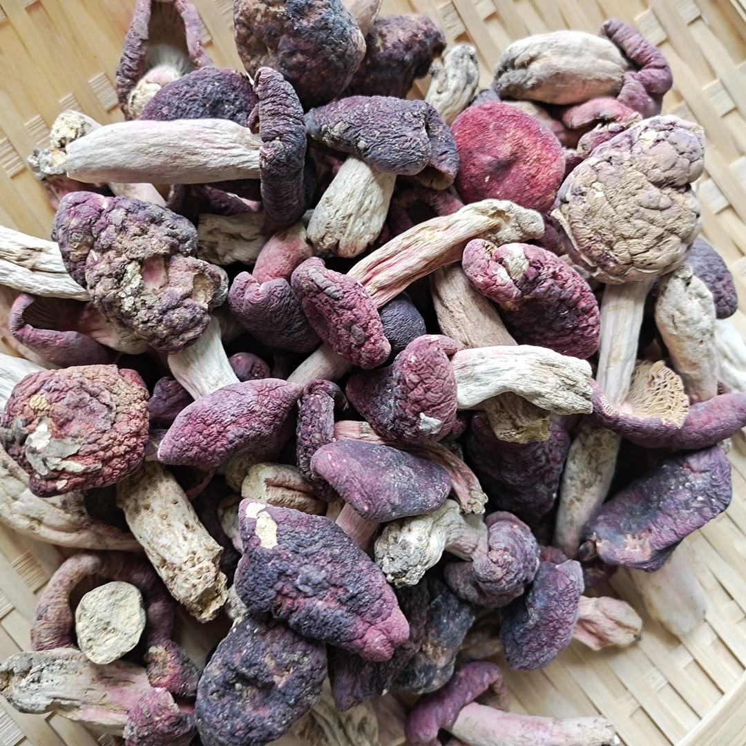 特价大菇丁月子菇营养蘑菇