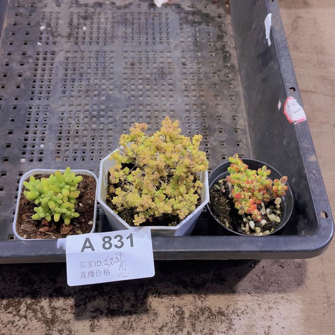 多肉831多肉植物