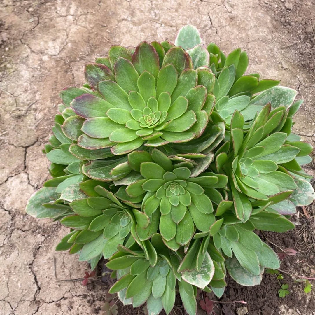 新品不知名多肉法师断枝不包