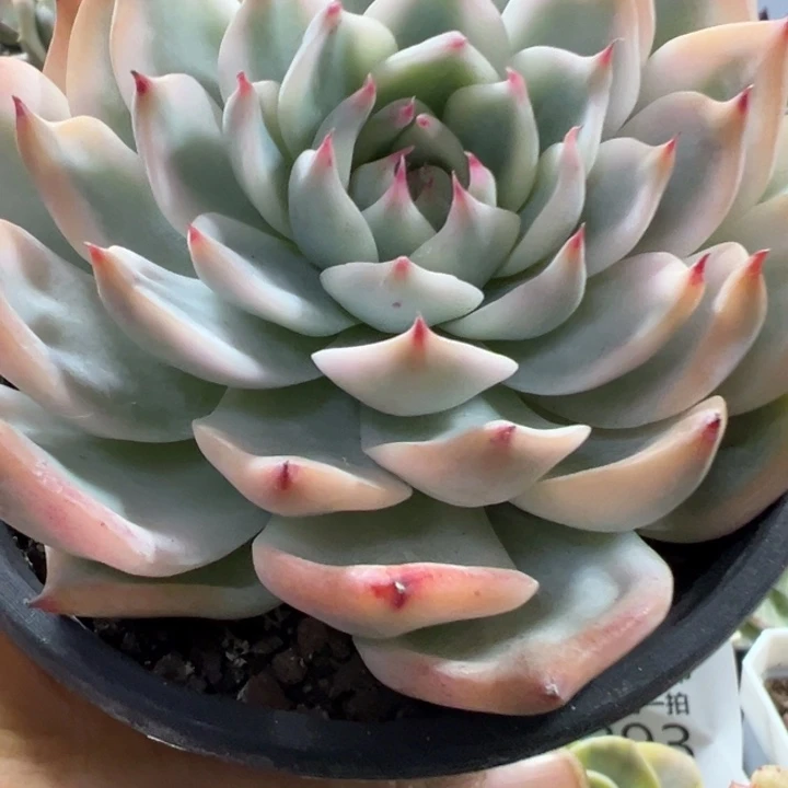 吉娃娃锦多肉植物543