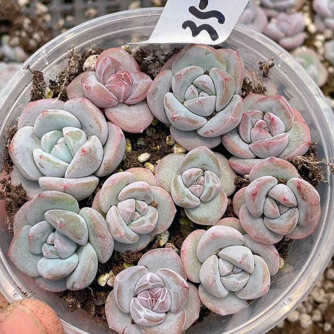 多肉植物多肉植物35