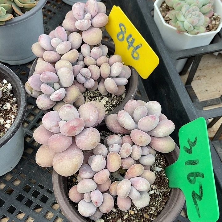 多肉植物桃蛋846 3162