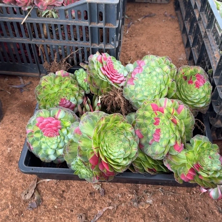 知否花脸带跟的啊