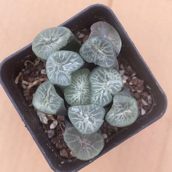 一物一拍，带盆带土
