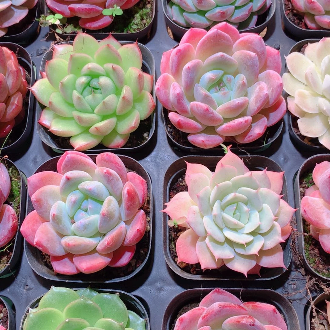 26-量拍品质保证多肉带盆16颗全单头