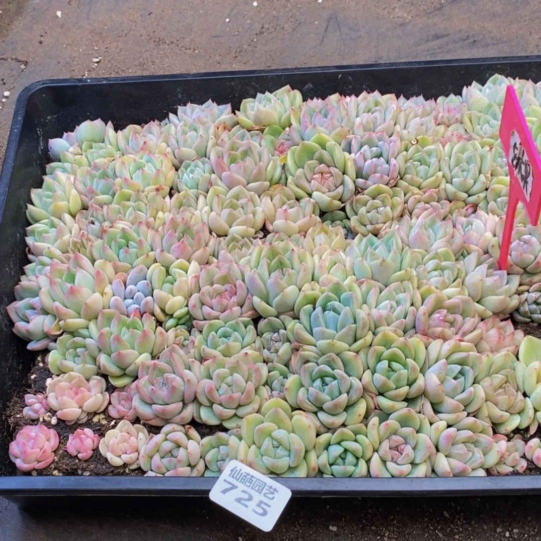 苏**干725多人在一起的时候我