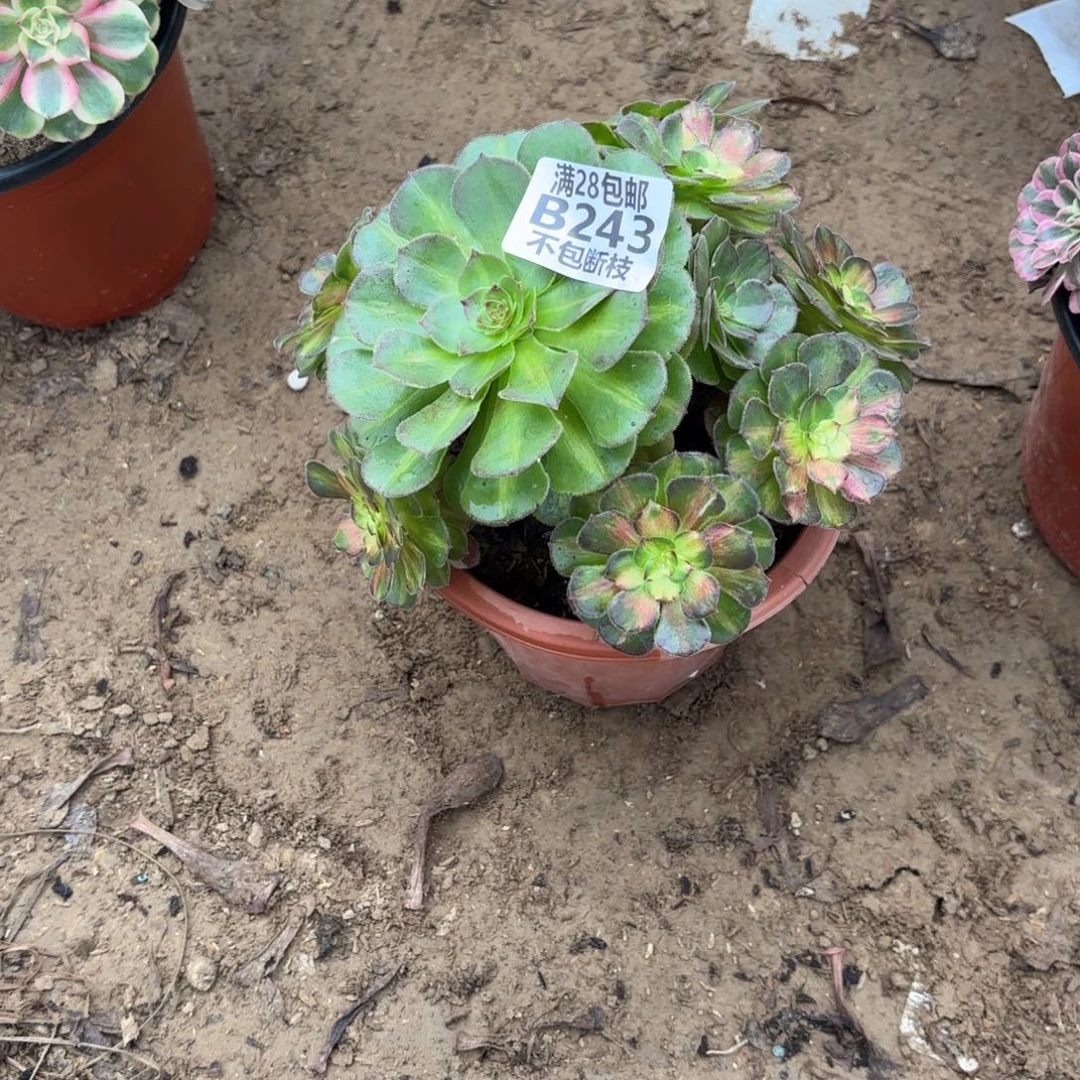 M. 243七彩海王多肉，？c