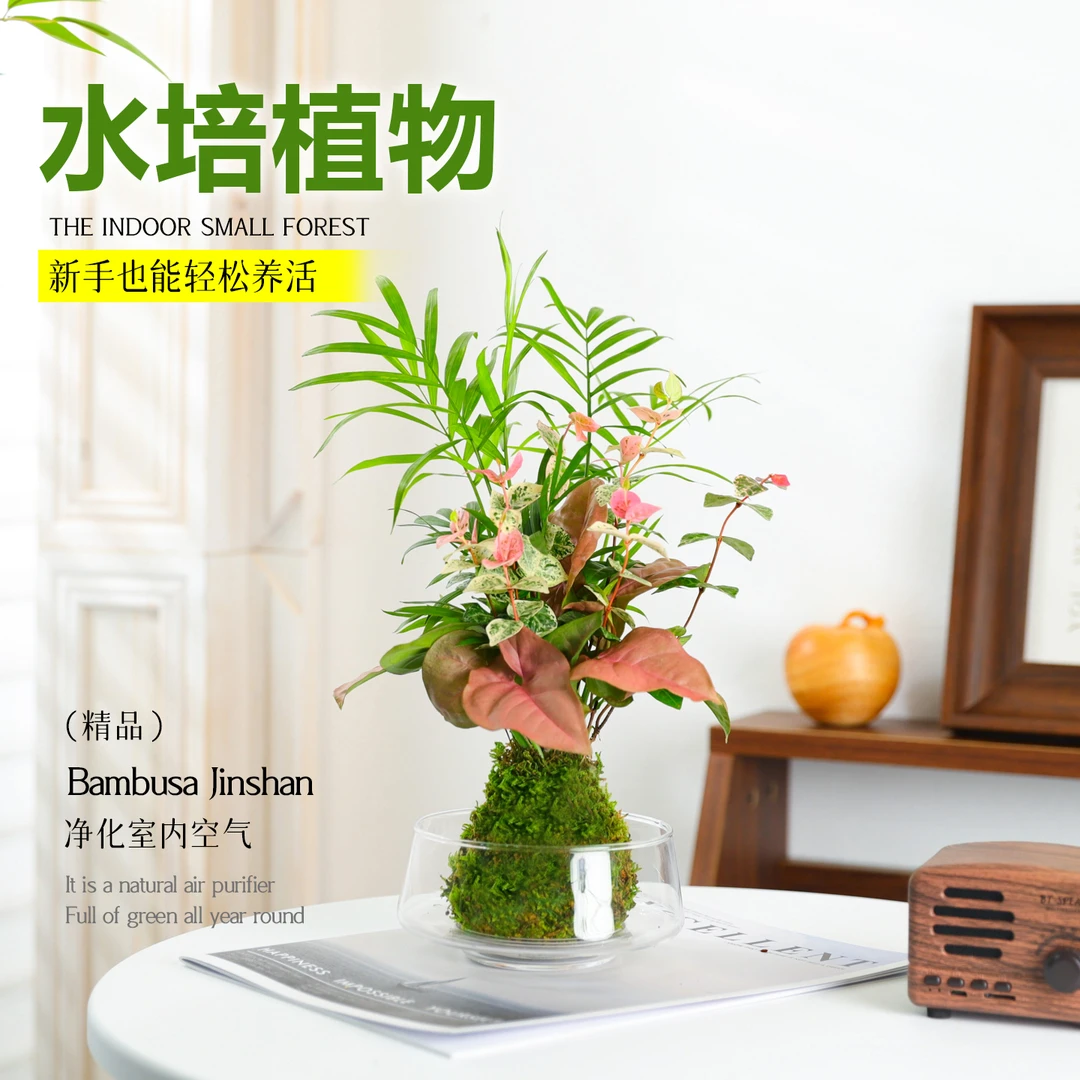 米竹苔藓球植物水培绿植春羽室内好养客厅办公室桌面四季组合盆栽