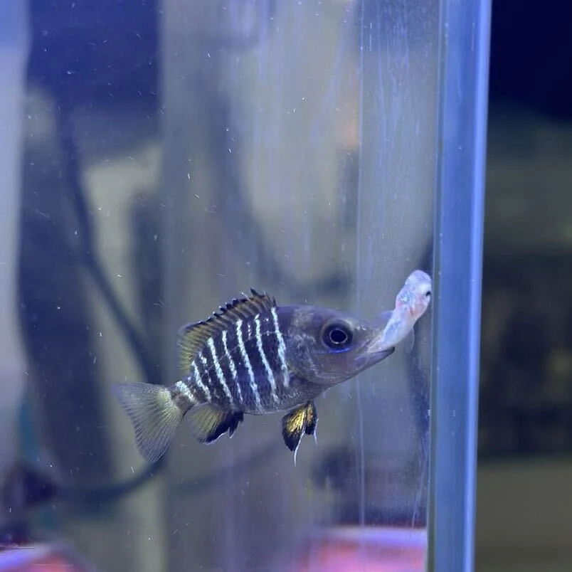 淡水紫红笛鲷银纹笛鲷鱼苗小鱼缸