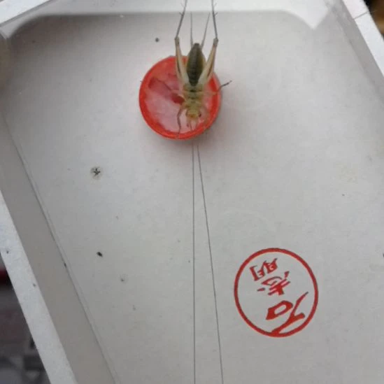 蟋蟀石志明沪B漂亮