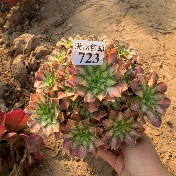 723韶华手捧2号棚