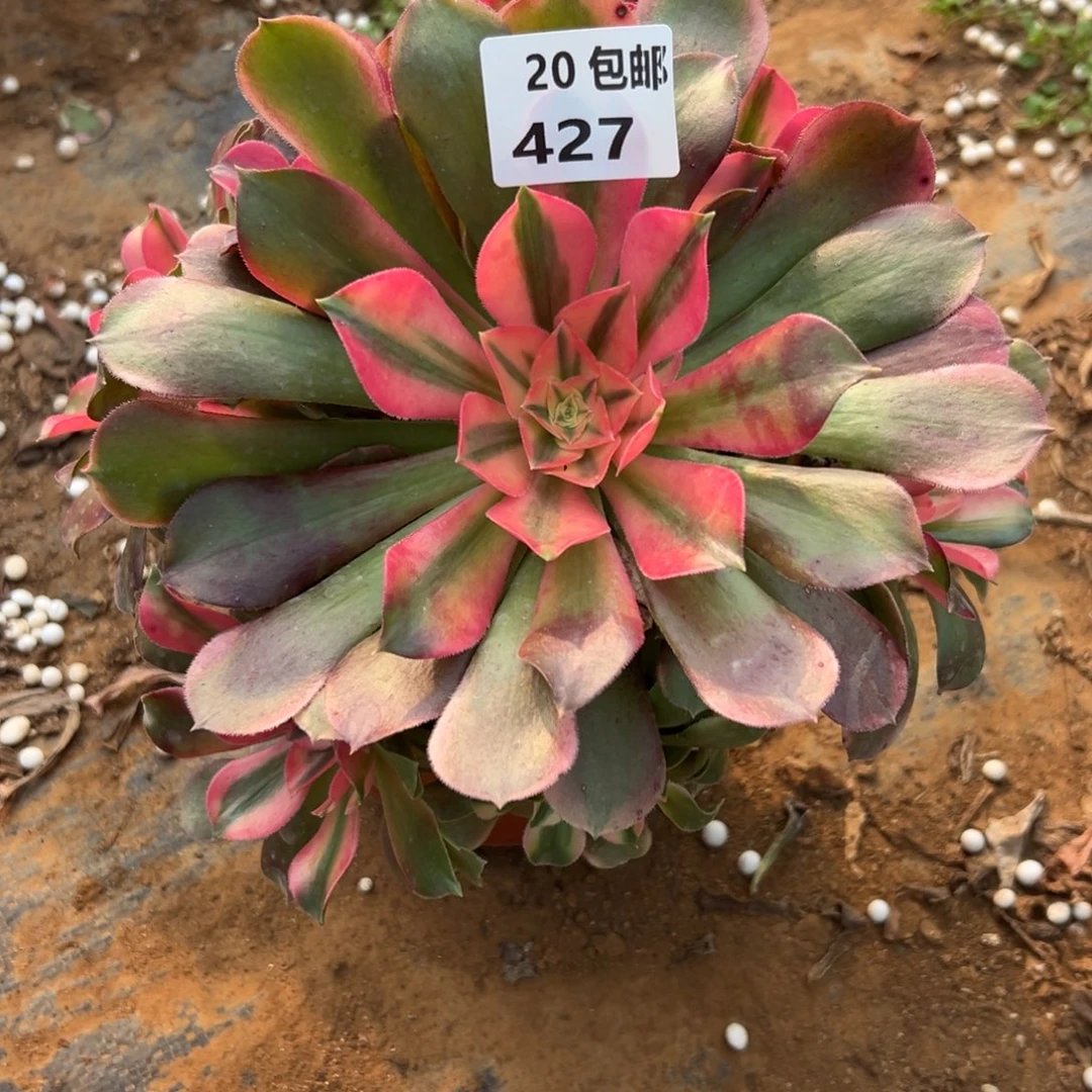 427香妃，满20包邮嘟叮熊