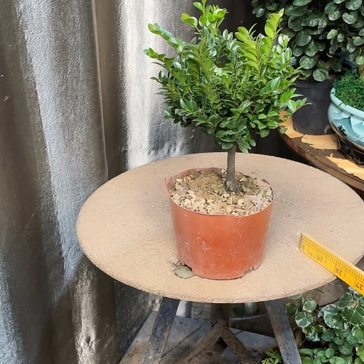 完全开放11125555555