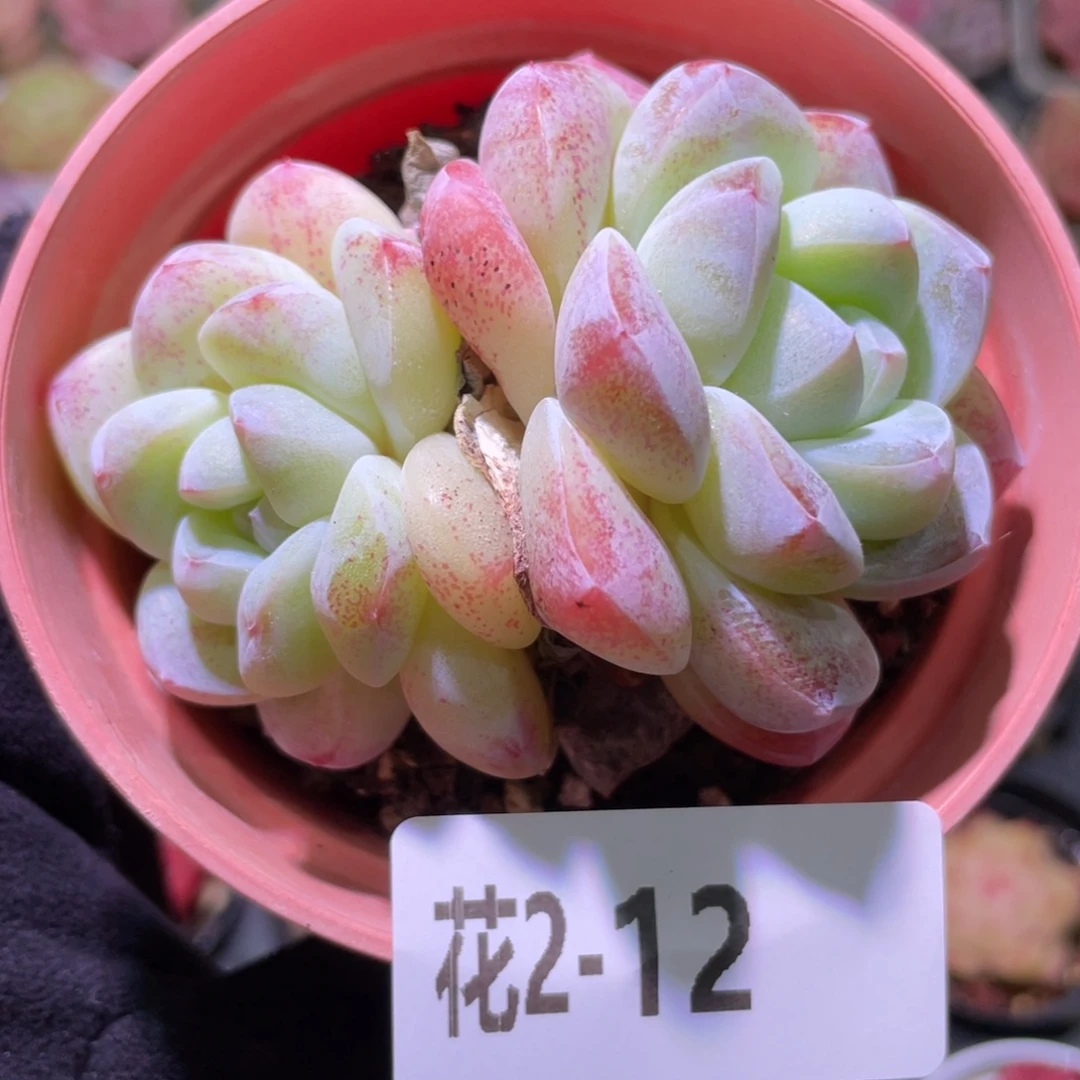 花利美2-12冰玉双头