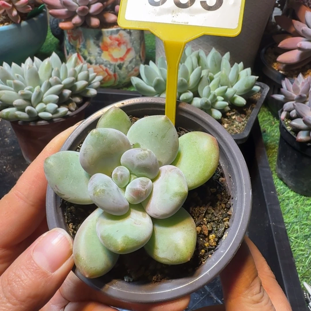 奶龙一物一拍833.