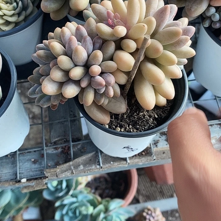 汤圆1111111斤18¥¥！