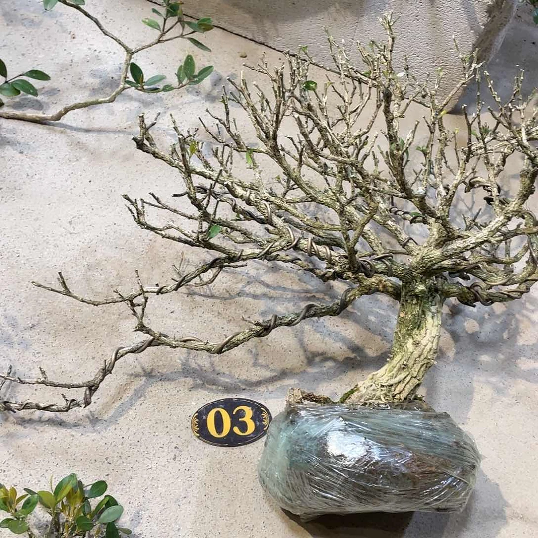 红陶记*B一起为梦想而加油啊我们要