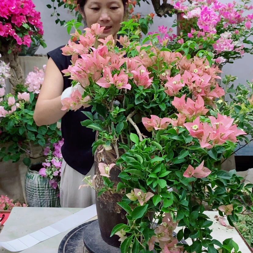 【闪购商品】完全开放