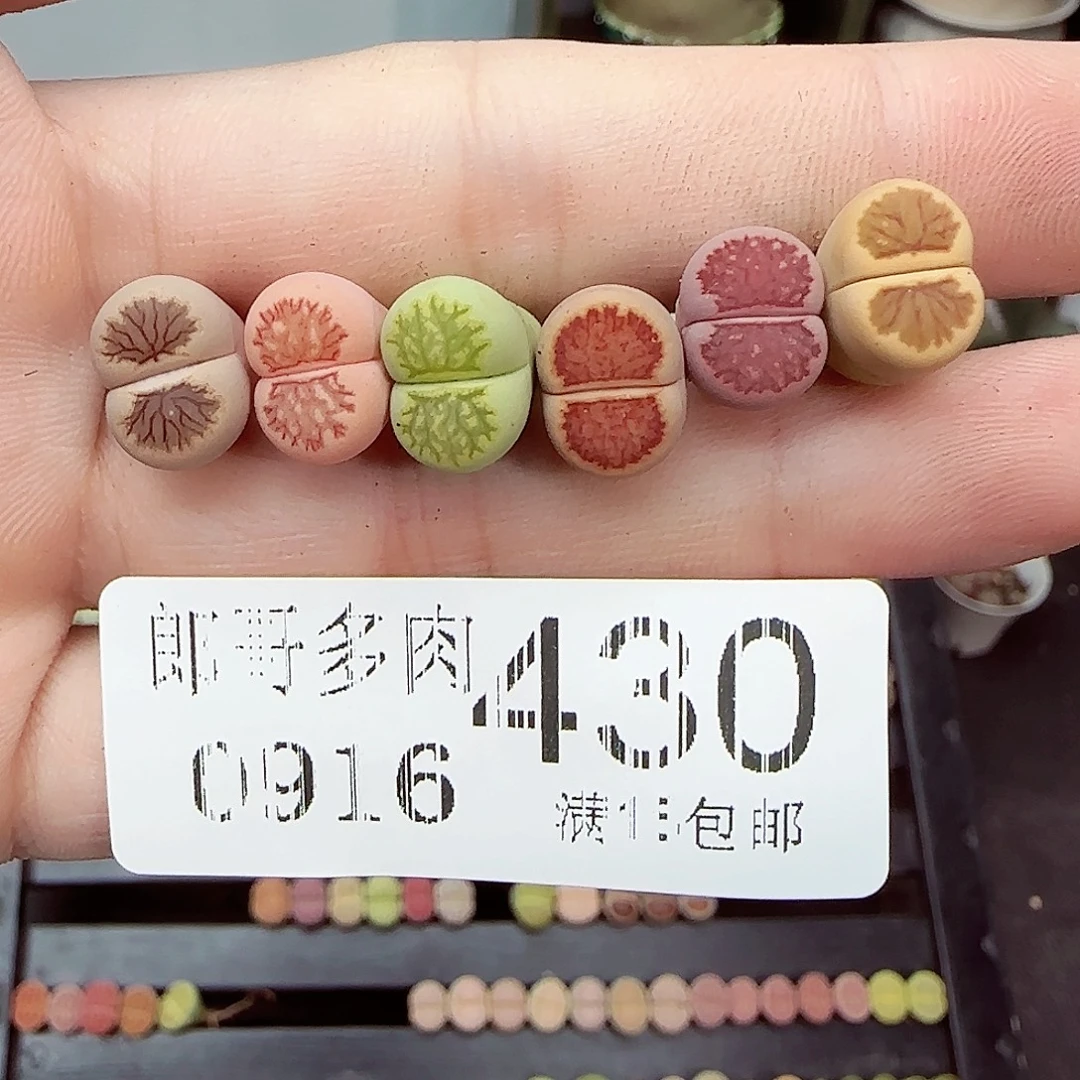 婉***嘛满满18包邮0916-430
