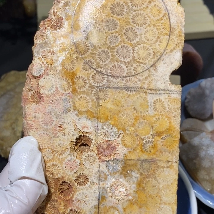 【闪购商品】未镶嵌珊瑚玉硅化玉