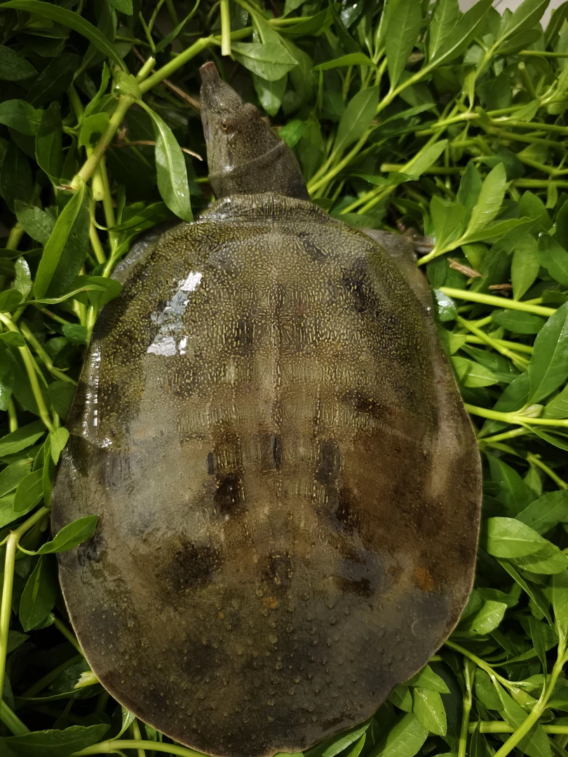 安陆丘陵地区野畈山体水库天然水库甲