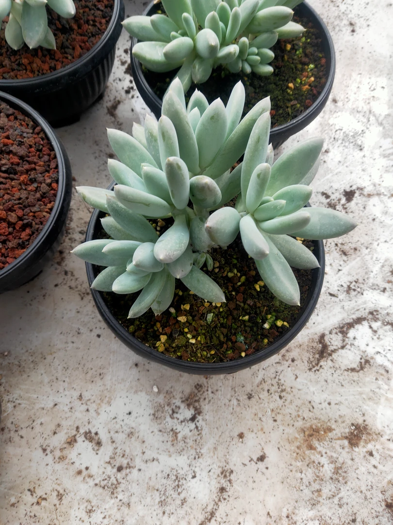 哥特萝莉群生多肉