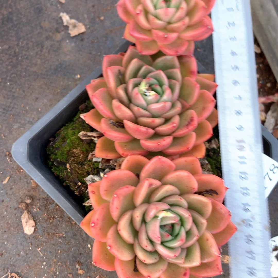 6178不包掉头整散不售后