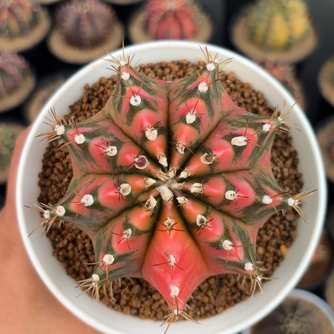 泰系米哈实生仙人球福利108