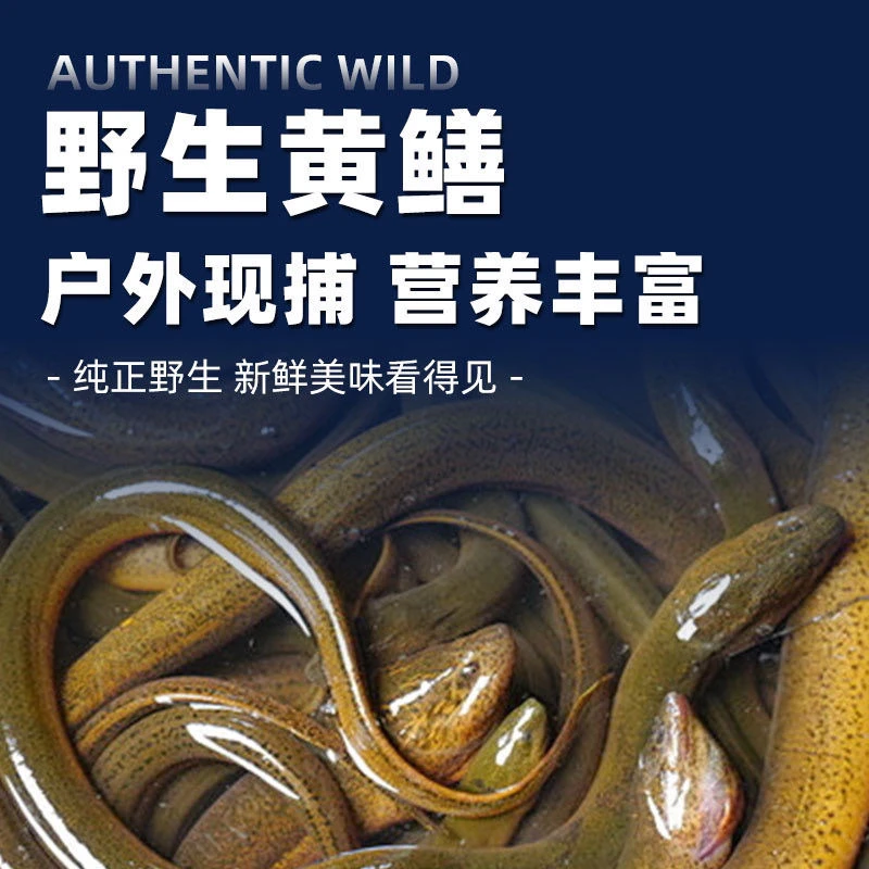 本地土黄鳝，鲜活水产！营养丰富！三斤包野包活到家！