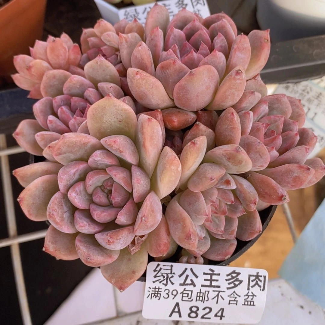 霜花9cm824多肉酱