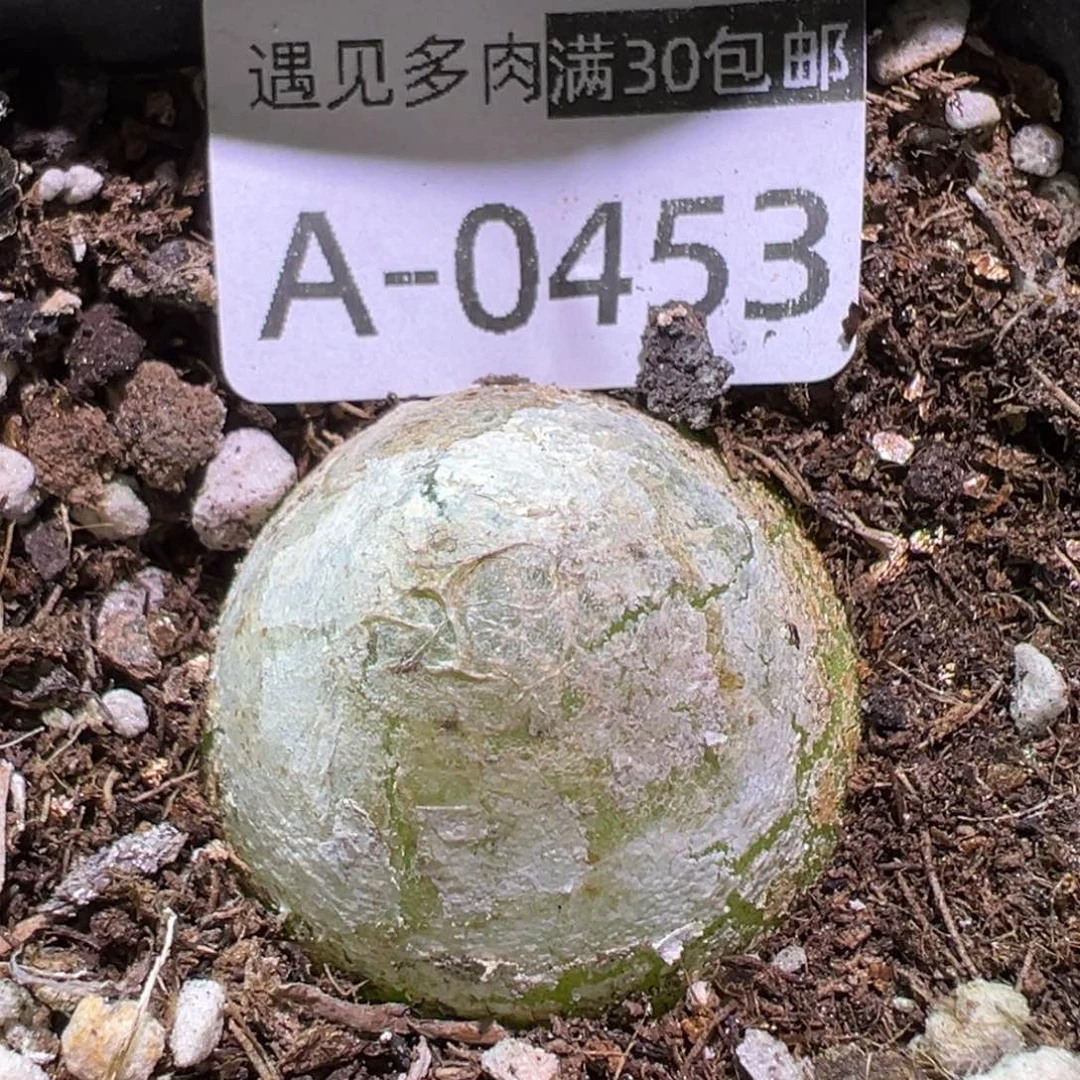 多肉植物11111111111