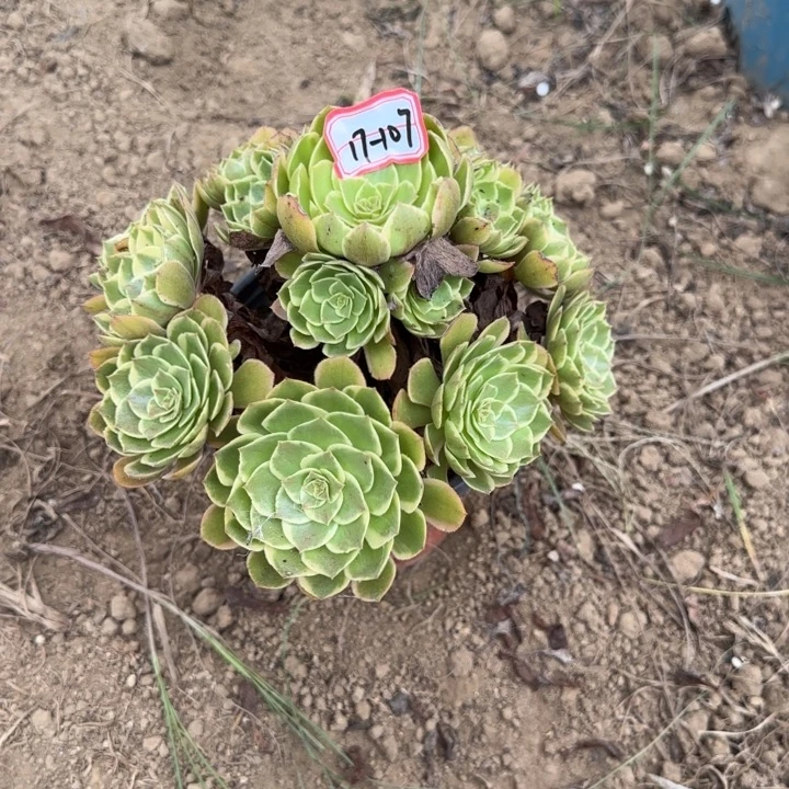 17-107粉花妖地理不包售后