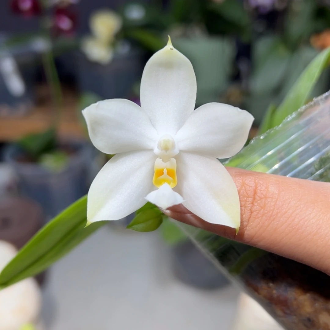 大部分花苞少量开放