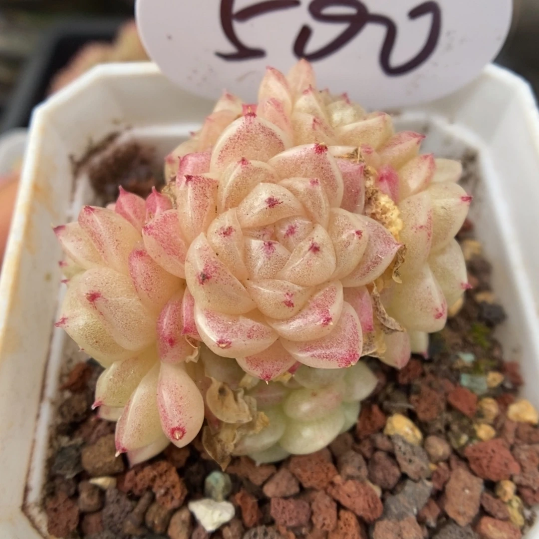 丽丽麦秆群生500号