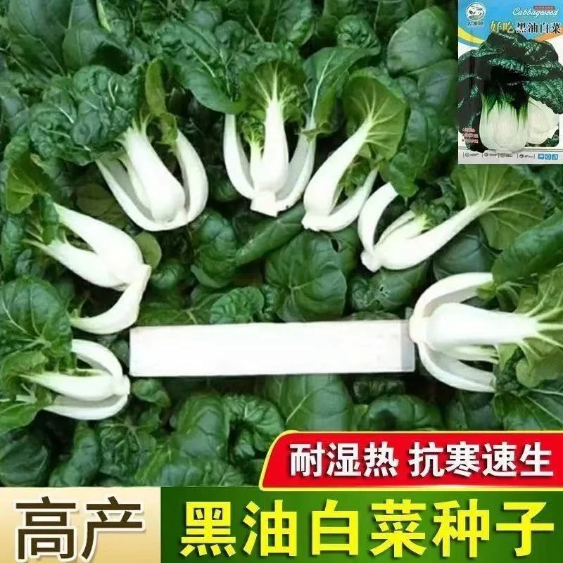 【全店任意满5包包邮】黑油白菜种子蔬菜
