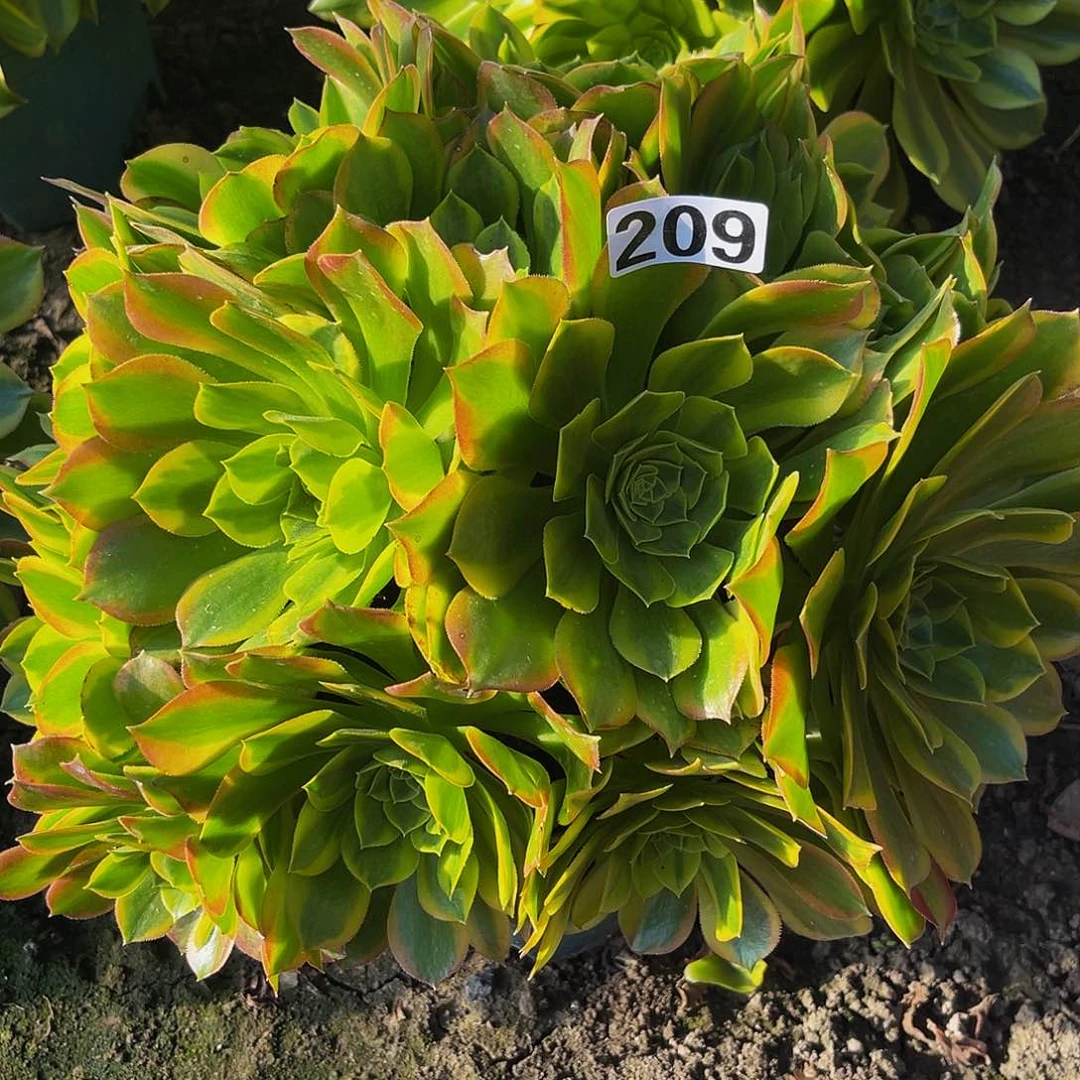 法师法师15–13包邮法师