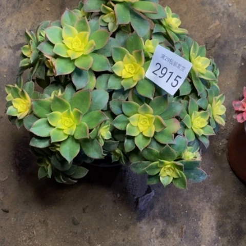 艳日辉多肉植物2915
