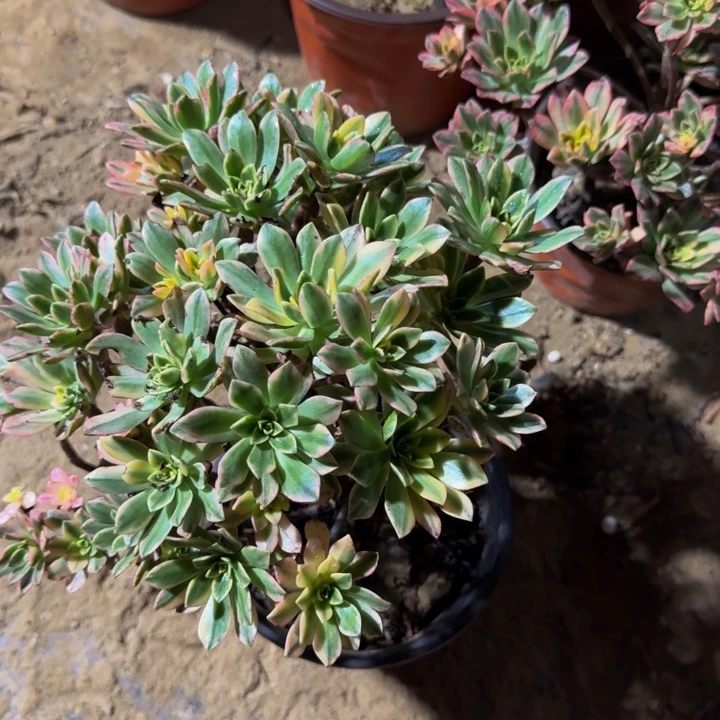 甜茶脱土发货9.9。