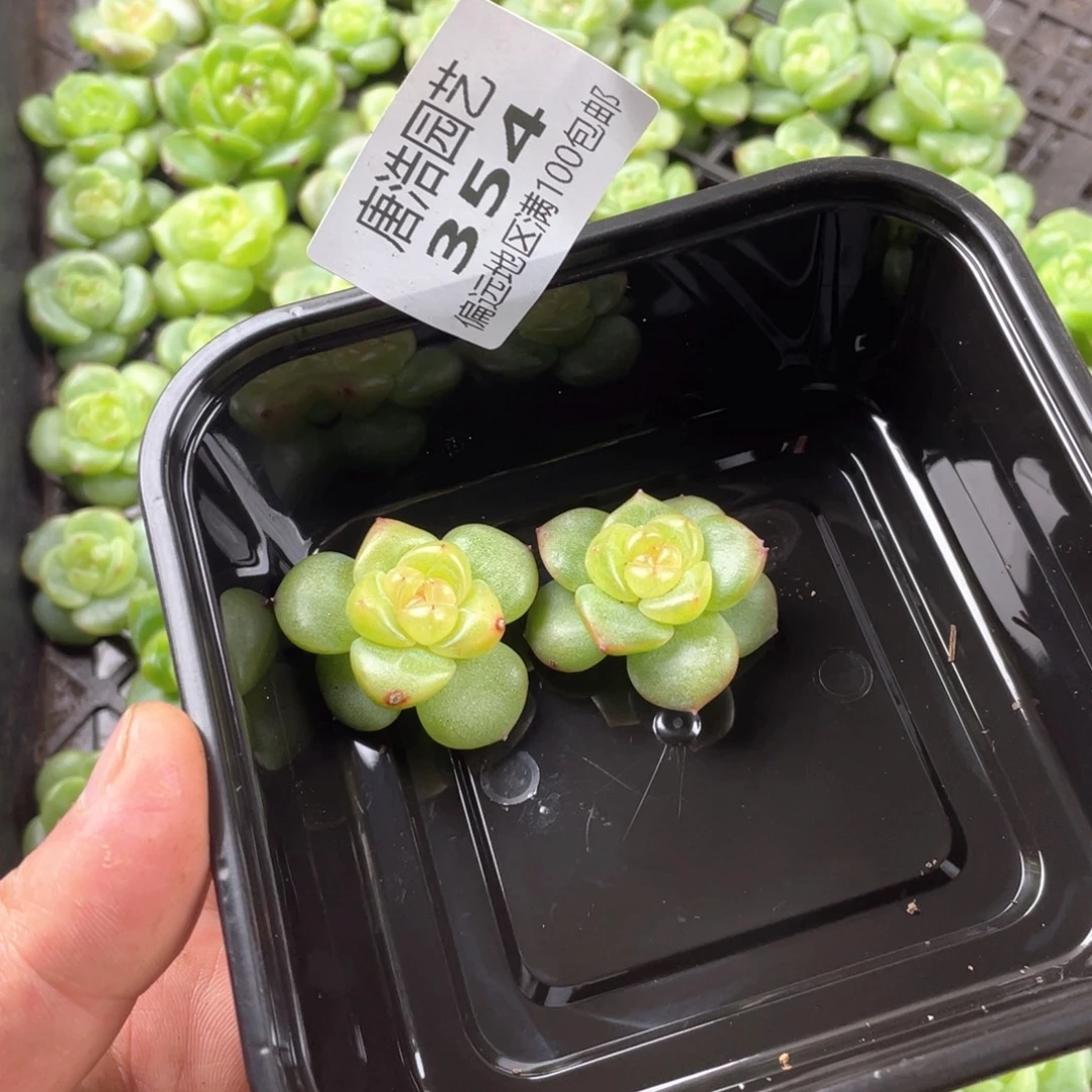 ****娜优选珍妮一物一拍354