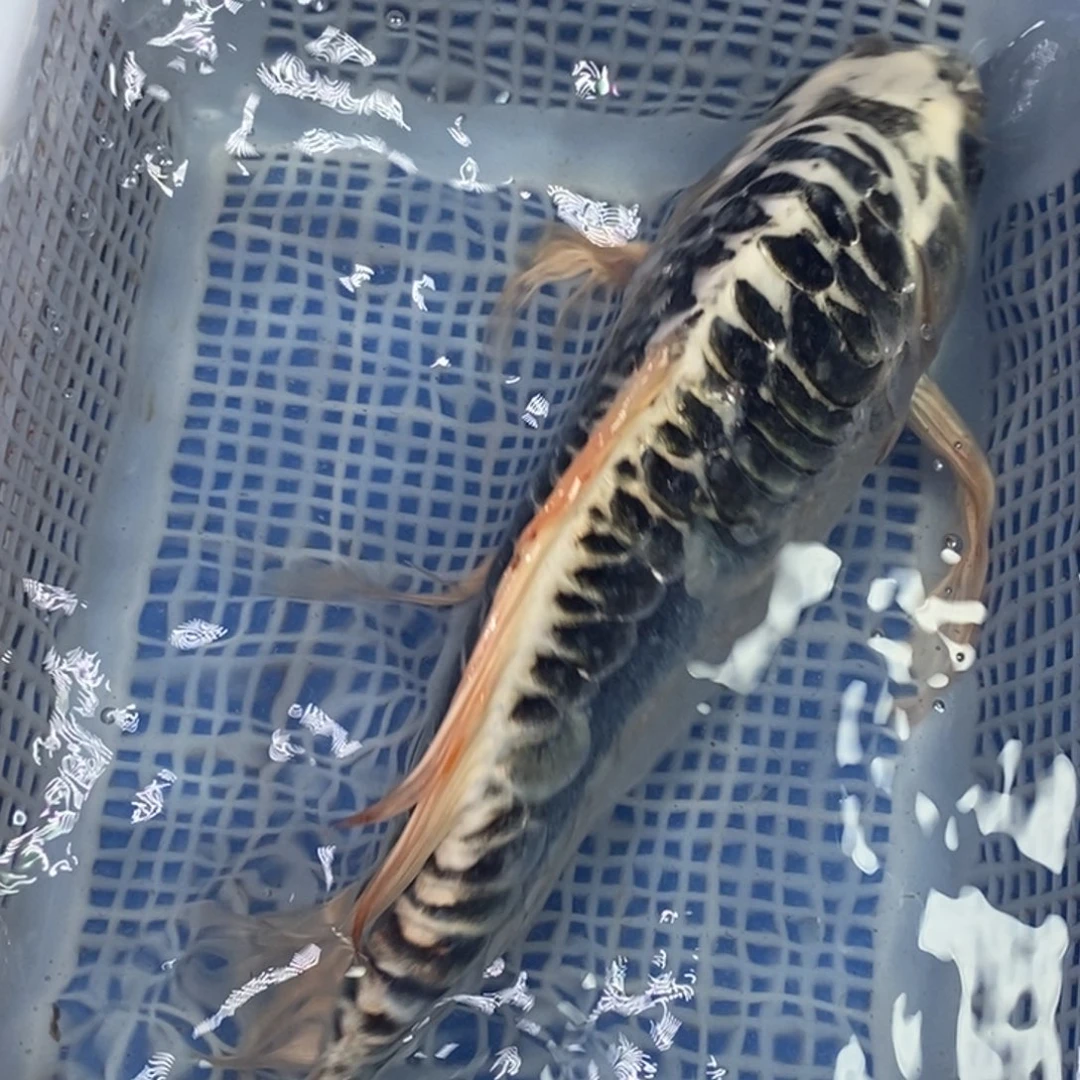 锦鲤冷水锦鲤包邮