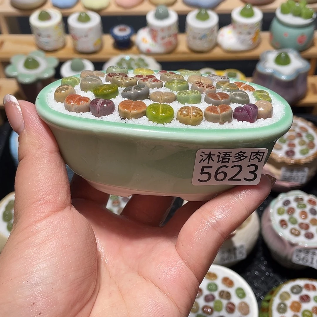 带盆土植物 一物一拍5623