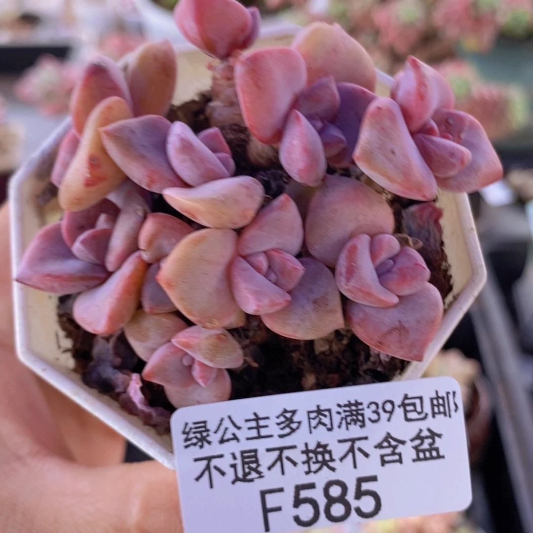 彩虹糖6cm585多肉植物