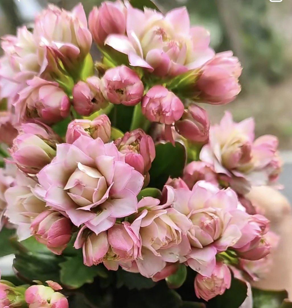 达科塔【100盆偏小】昊景粉色重瓣花