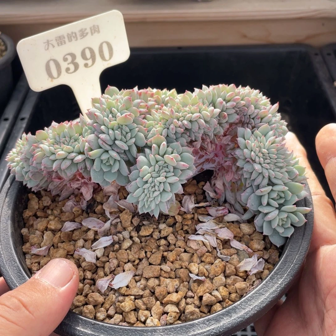 0390黛露露不带盆15厘米
