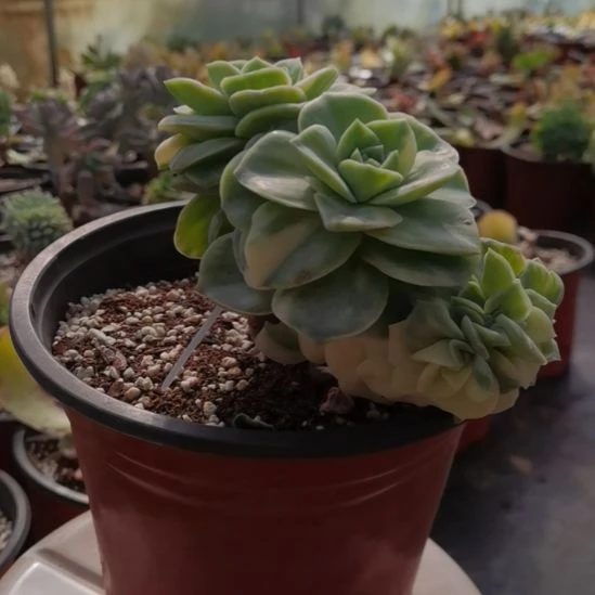 可爱玫瑰白覆轮锦缀化捌下来发