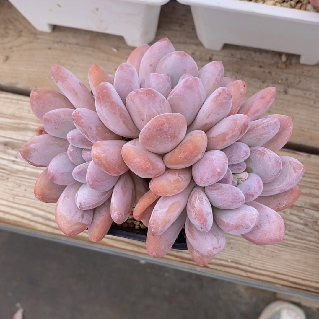 可问主播品种，下滑链接更多福利多肉选择